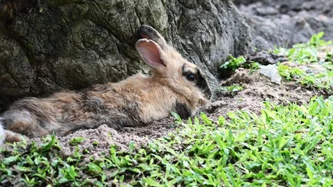 Little rabbit resting under the tree Video stock 119220848