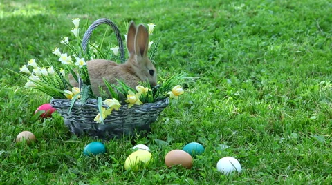 Little rabbit sitting at the basket Video stock 68843075