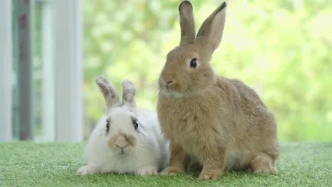 Little rabbit sitting or playing on green grass , Cute rabbit in the meadow Stock Footage 181378041