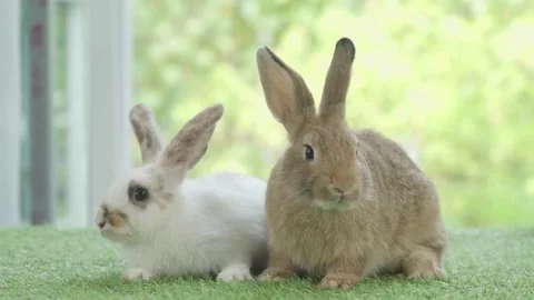Little rabbit sitting or playing on green grass , Cute rabbit in the meadow Stock Footage 181378073