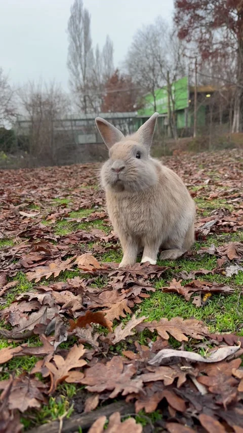 Little rabbit walking and looking the camera. Stock Footage 228882801