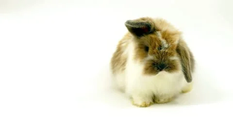 Little rabbit on white 스톡 동영상 10576547