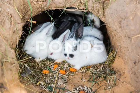 Little Rabbits Are Sitting In A Hole