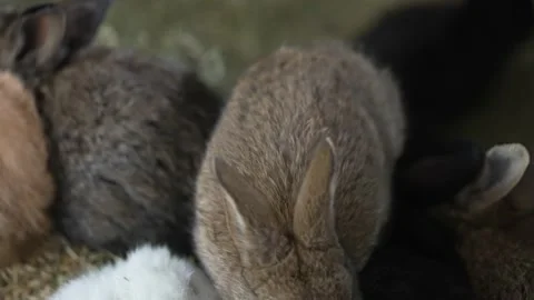 The little rabbits sat down on a stack of hay to warm up and relax. Vidéo 189920521