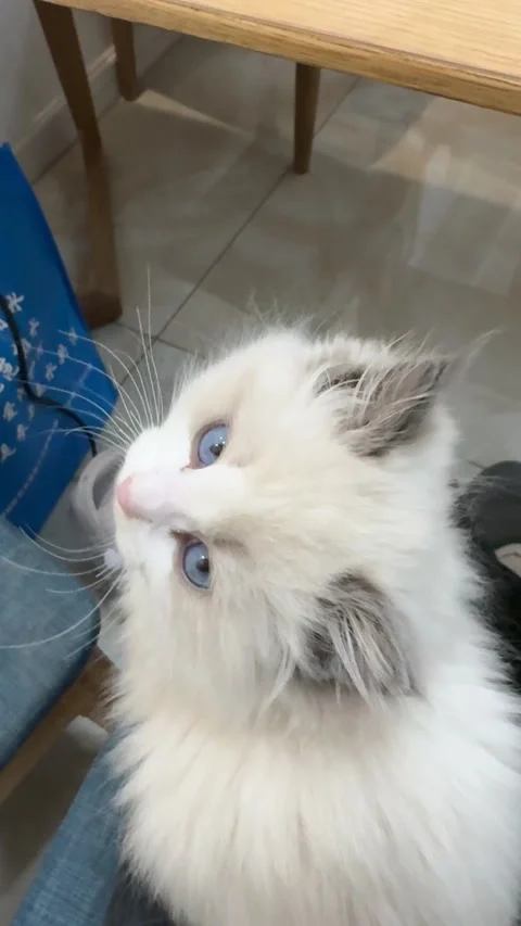 Little Ragdoll Stock-Footage 313350019