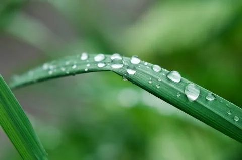 Little rain drops on green grass Stock Photos