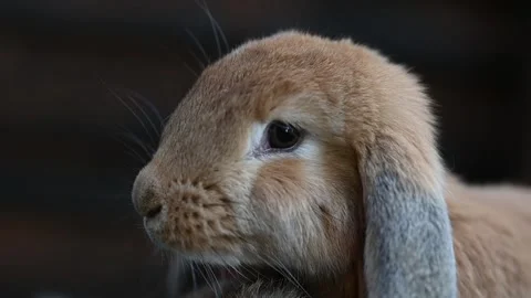 Little Ram Rabbit - 4K Stock Footage 264785580
