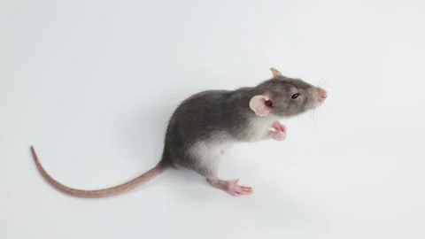 Little rat with dumbo ears. Gray rodent on isolated on white background. Stock Footage 260962294
