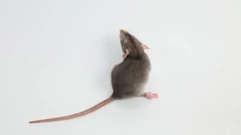 Little rat with dumbo ears. Gray rodent on isolated on white background. Stock Footage 260962745