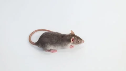 Little rat with dumbo ears. Gray rodent on isolated on white background. Stock Footage 260963211