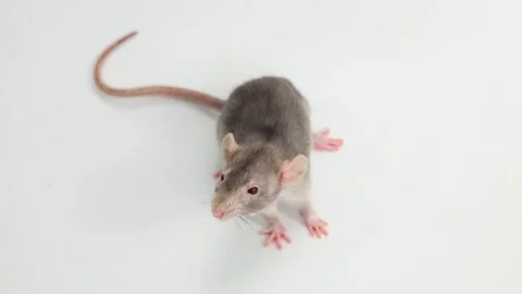Little rat with dumbo ears. Gray rodent on isolated on white background. Stock Footage 260963447