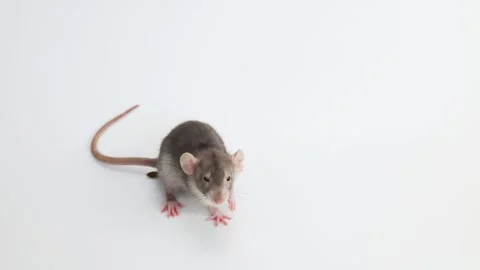 Little rat with dumbo ears. Gray rodent on isolated on white background. Stock Footage 260963802