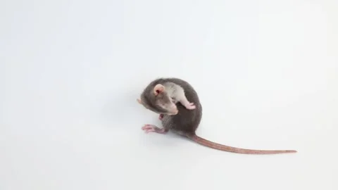 Little rat with dumbo ears. Gray rodent on isolated on white background. Stock Footage 260964865