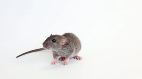 Little rat with dumbo ears. Gray rodent on isolated on white background. Stock Footage 260966564