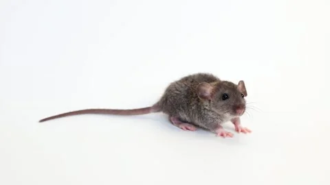 Little rat with dumbo ears. Gray rodent on isolated on white background. Stock Footage 260967149