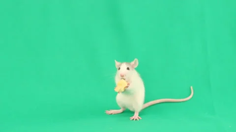 Little rat eating cheese on a green screen Stock Footage