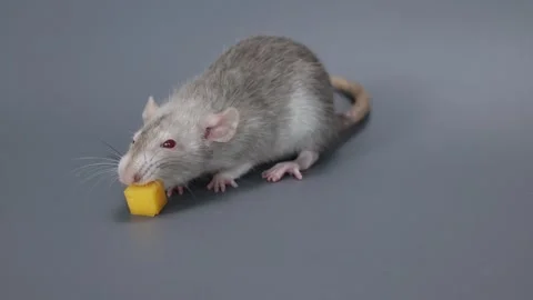 The little rat eats cheese. Rodent on a gray background Stock Footage 261947487