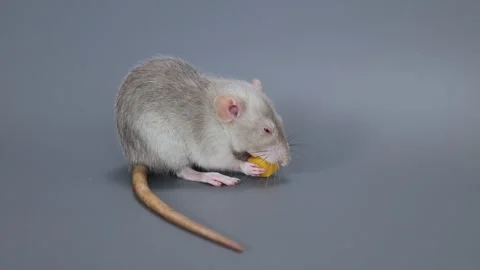 The little rat eats cheese. Rodent on a gray background Stock Footage 261947823