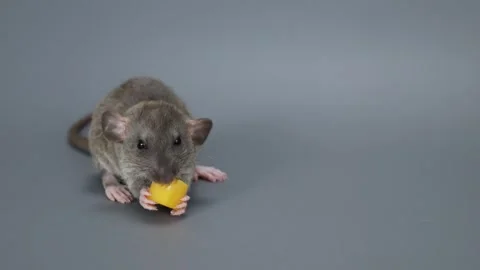 The little rat eats cheese. Rodent on a gray background Stock Footage 261948173