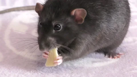 Little rat eats cheese while holding it with small paws Video stock 135164289