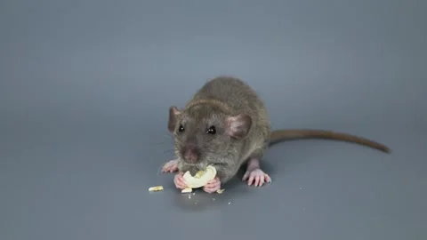 The little rat eats a pumpkin seed. Rodent on a gray background Stock Footage 261945859