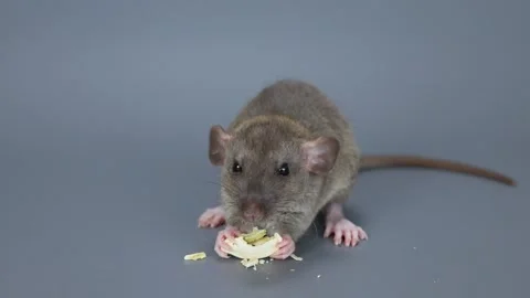 The little rat eats a pumpkin seed. Rodent on a gray background Stock Footage 261946101