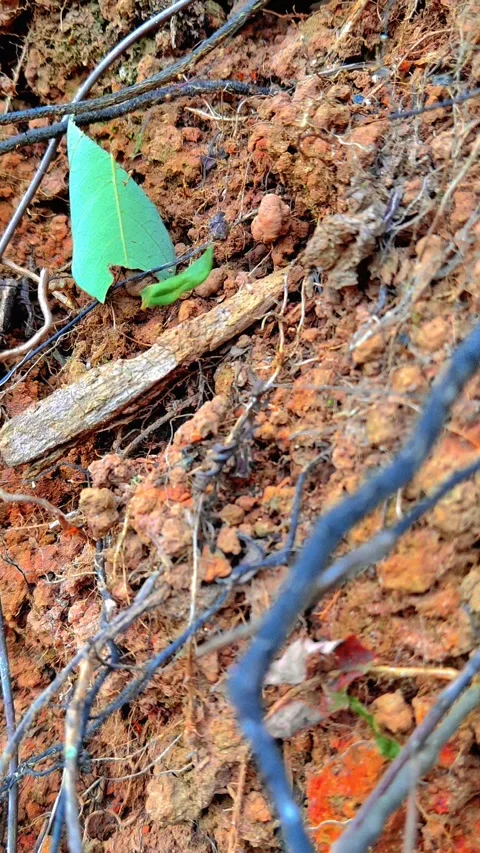 LITTLE RED ANT CLIMBING 4K Stock Footage 250766654