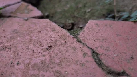 Little red ant Stock Footage 208905039