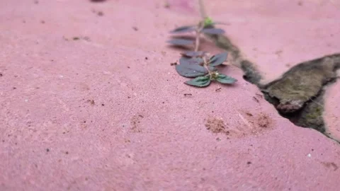 Little red ant Stock Footage 208905076