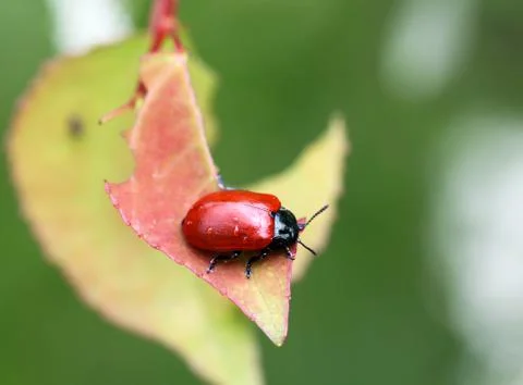 Little red beetle Stock Photos