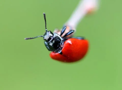 Little red beetle Stock Photos