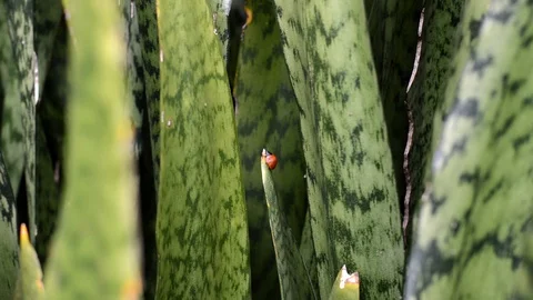 Little red bug Stock Footage 99117276