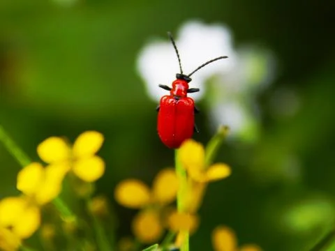 The little red bug Stock Photos