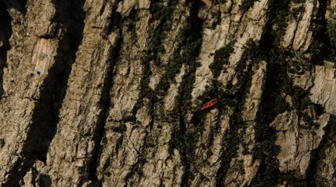 Little Red Bug On A Tree Trunk Sunbathing Vídeo Stock 63158740