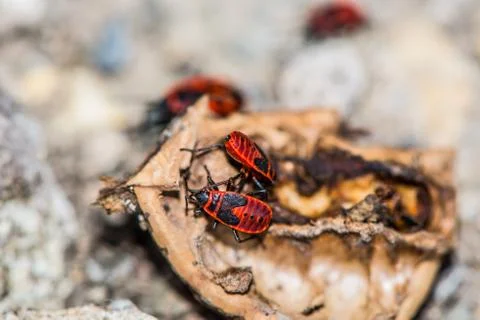 Little red bugs 스톡 사진