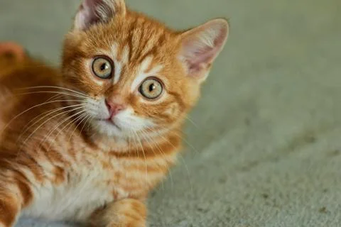 Little red cat looking up Stock Photos