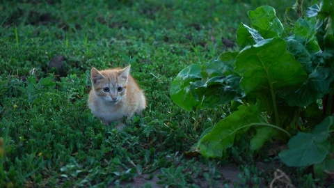 Little red cat. Scared cat on the green grass Stock Footage 105080784