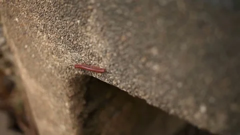 Little red centipede crawling on a stone parapet Vidéo 76563487