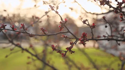Little red cherry blossoms in springtime at sunset blowing in evening breeze Stock Footage 238949931
