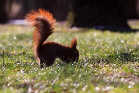 Little red eurasian squirrel Stock Photos