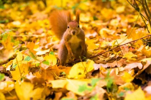 Little red eurasian squirrel Stock Photos