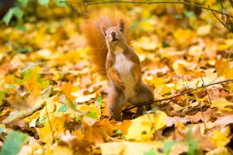 Little red eurasian squirrel Stock Photos