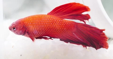 Little red fighting fish Stock Footage 146478787