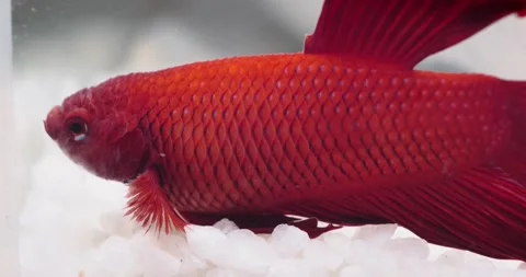 Little red fighting fish Stock Footage 146478883
