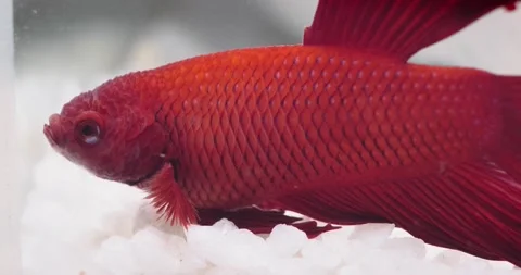 Little red fighting fish Stock Footage 146478969