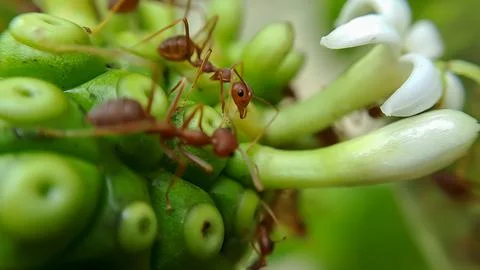 Little Red Fire Ant Stock Photos