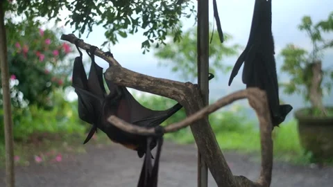 A Little red flying fox hangs upside down from a tree branch Vidéo 266792398