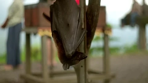 A Little red flying fox hangs upside down from a tree branch Stock Footage 266880163