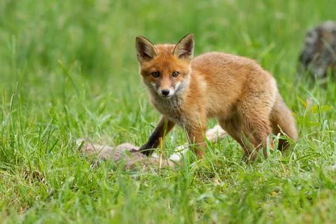 Little red fox looking to the camera on grassland in summer Stock Photos