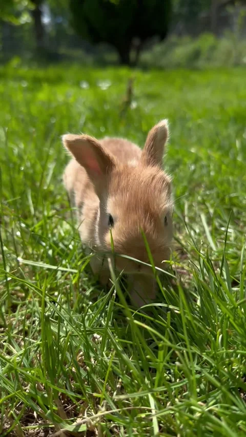 A little red (ginger) rabbit walks on the grass Stock Footage 309950700